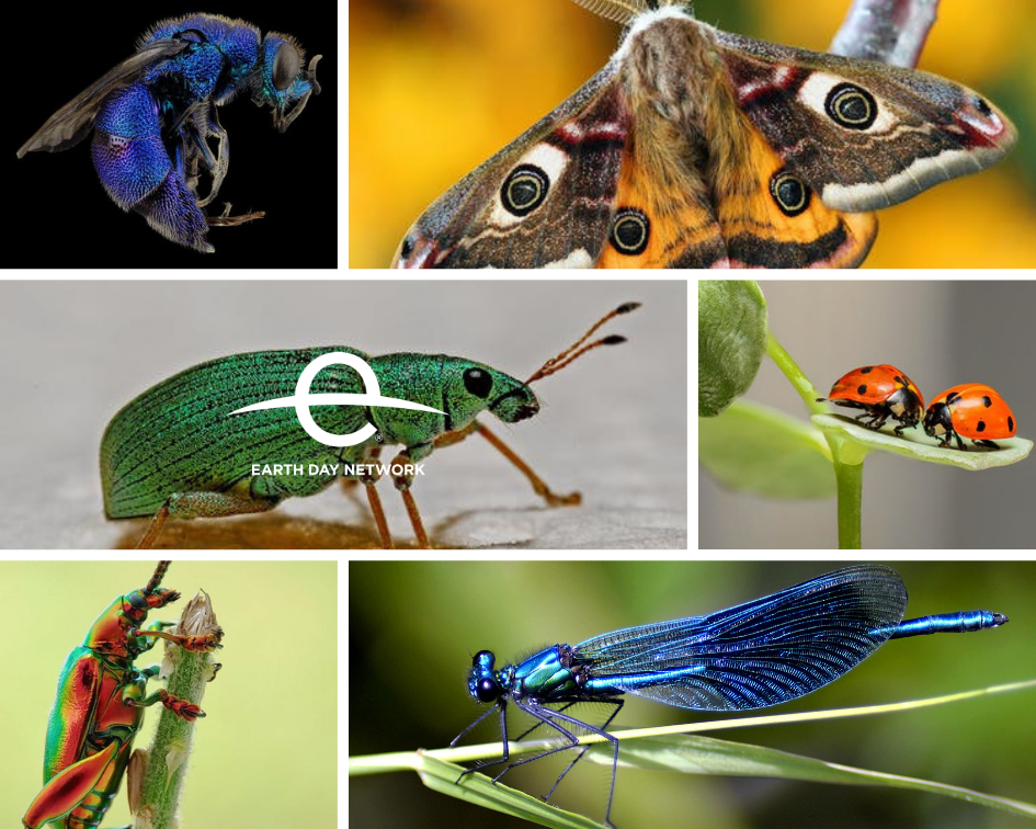 Earth-day-vital-insects