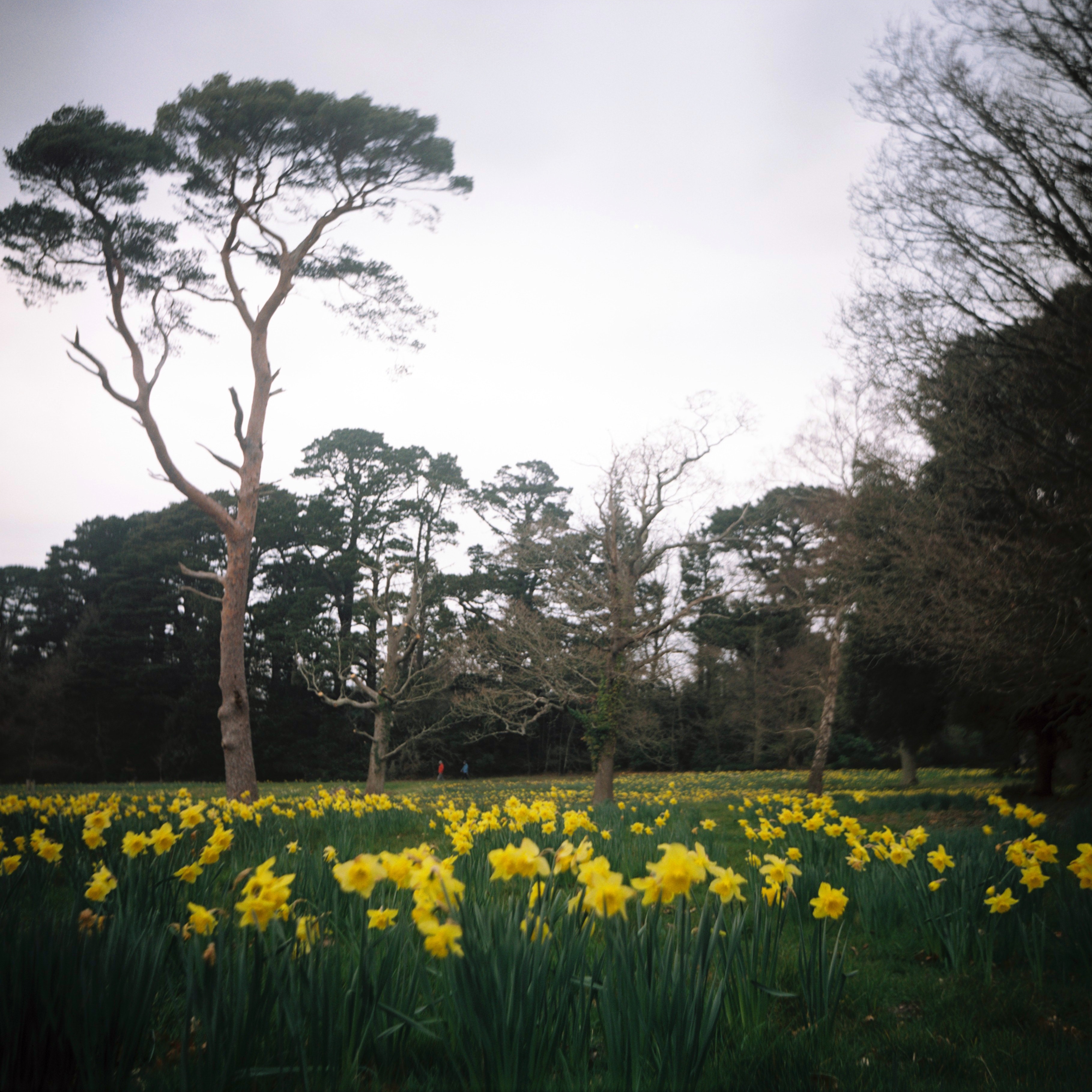Daffodils-discovering-film