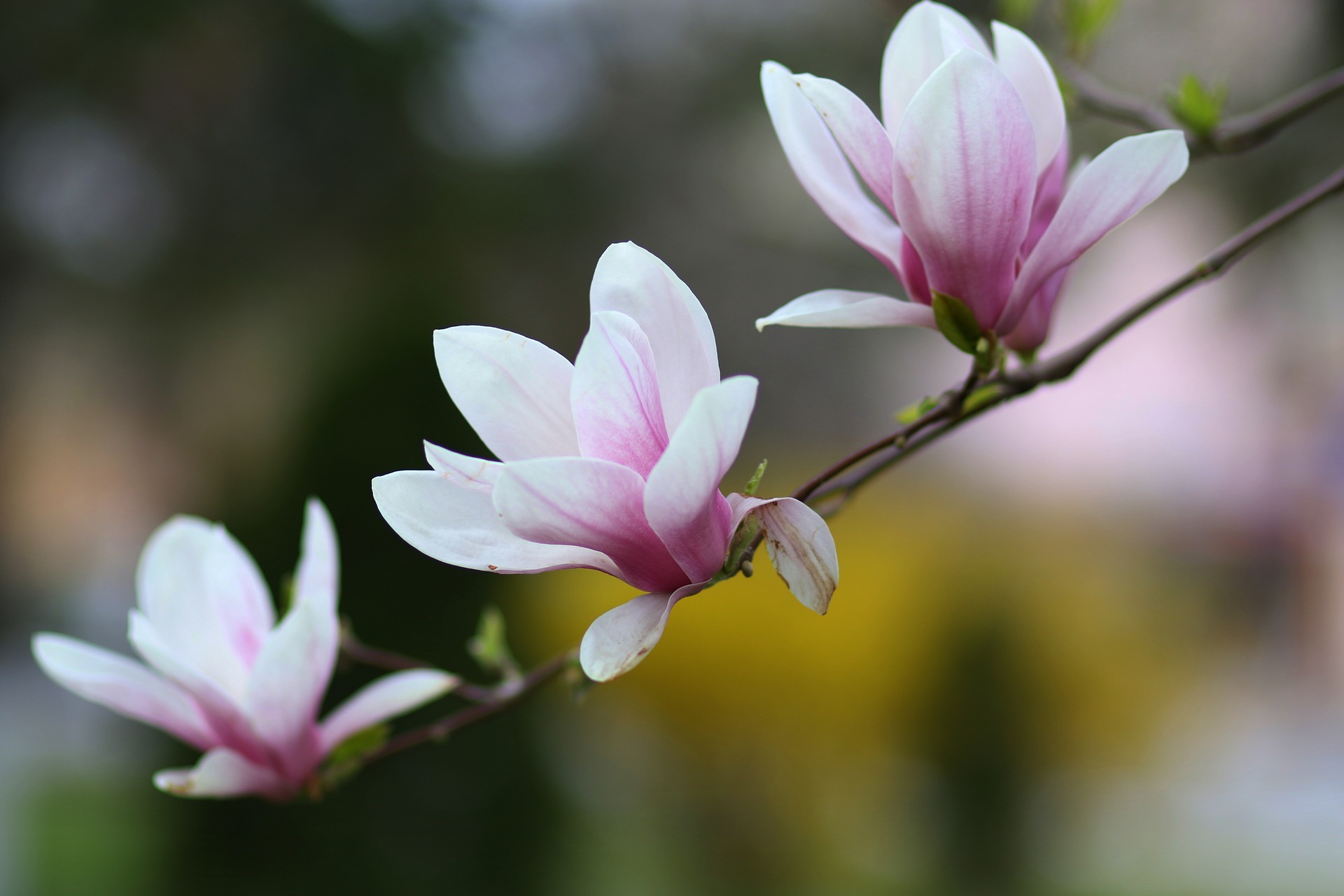 magnolia-essential-oils-kestrel-bishop