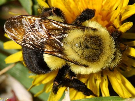 Close up Flower Bee