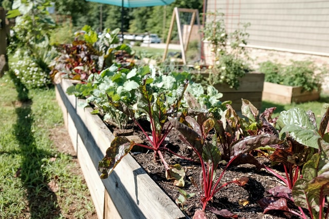 Raised beds