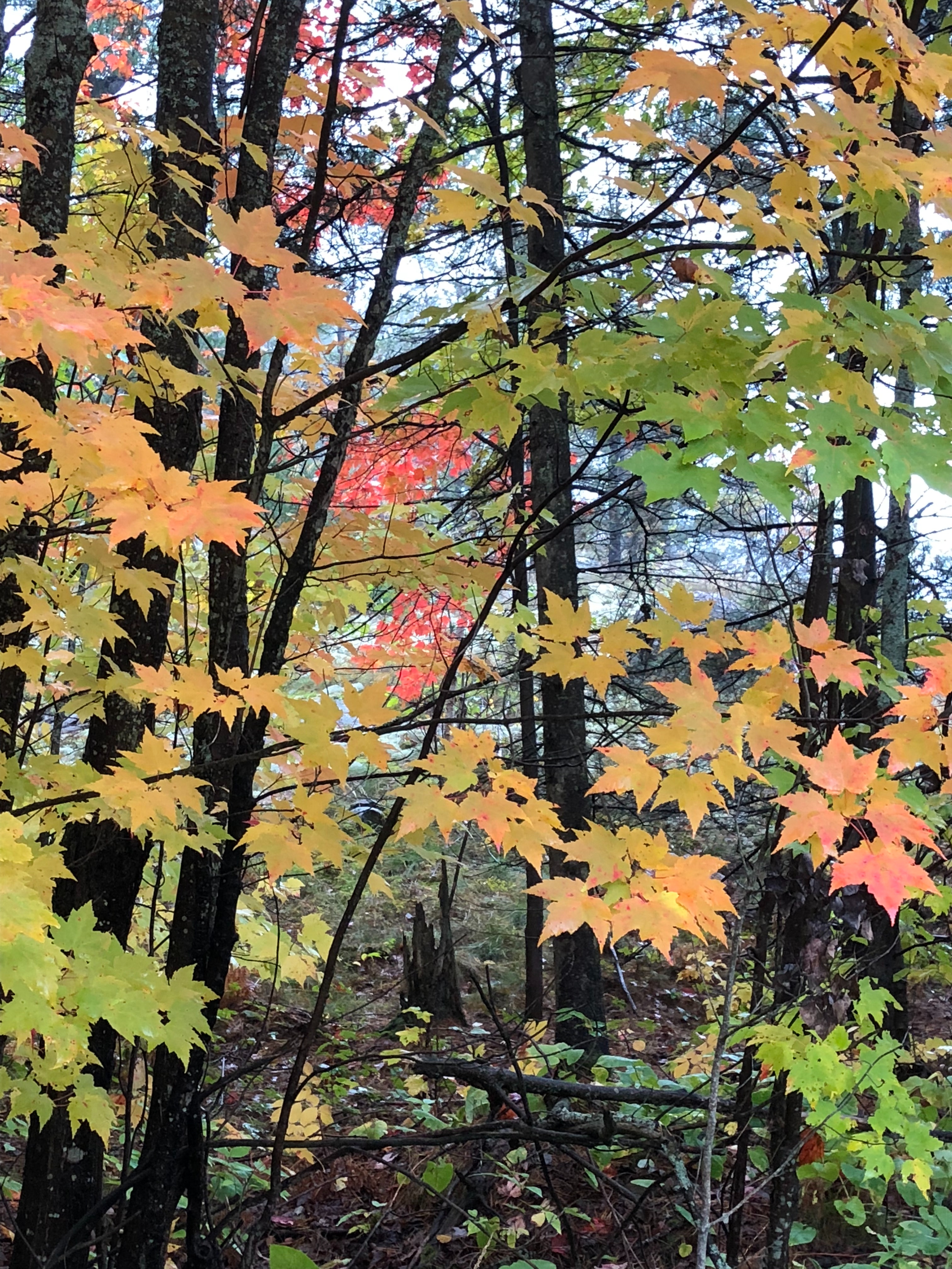 Maple-Tree-Deborah-McCarthy