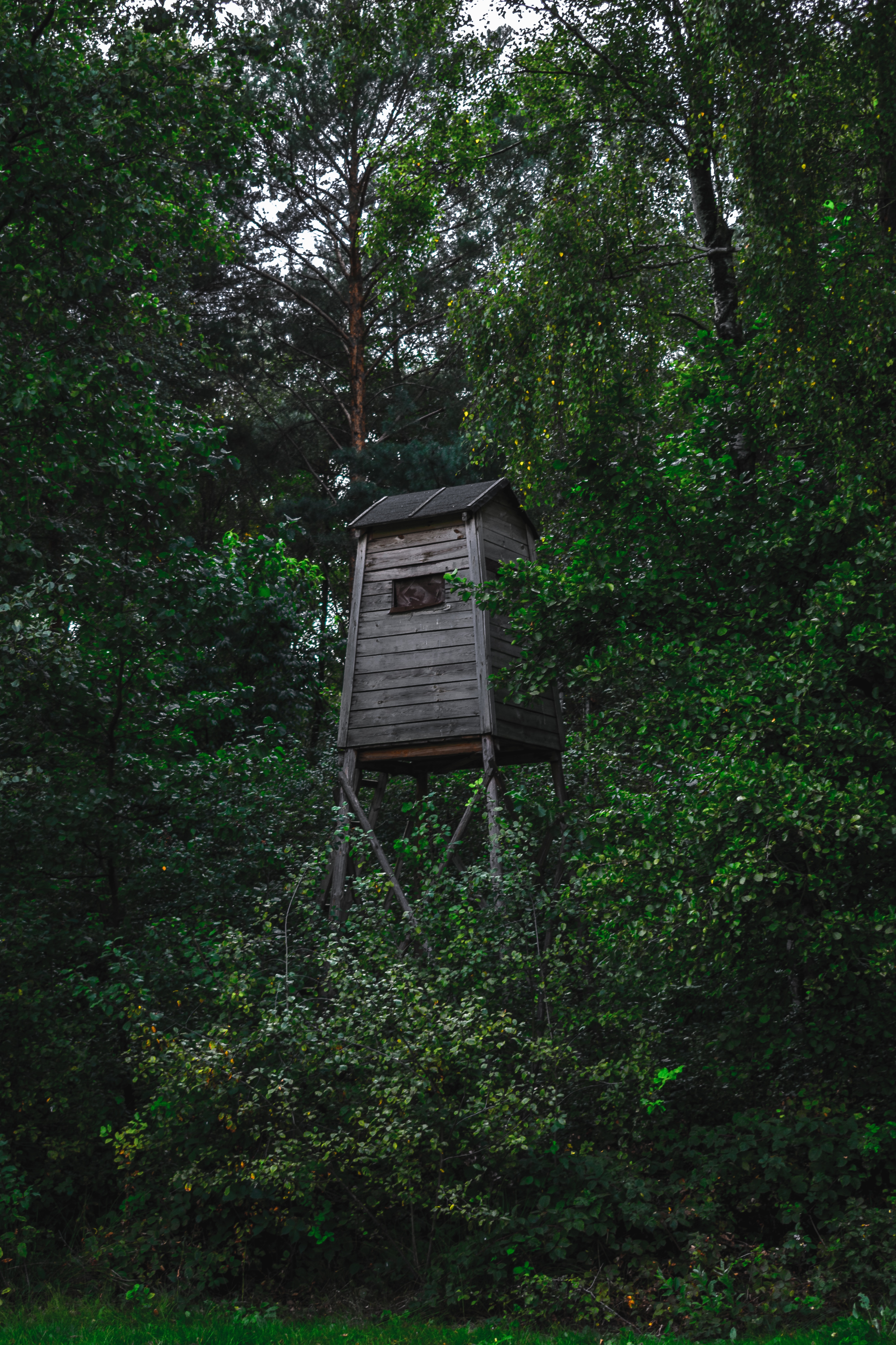 TreeHouse-mateusz-buda