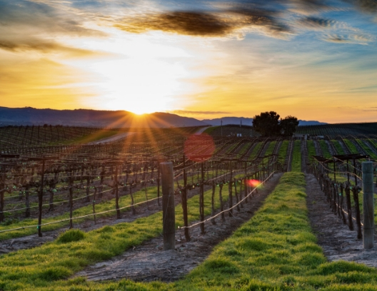 Bardolino-vineyards