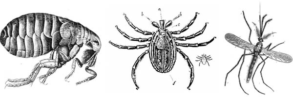 mosquitos-fleas-ticks