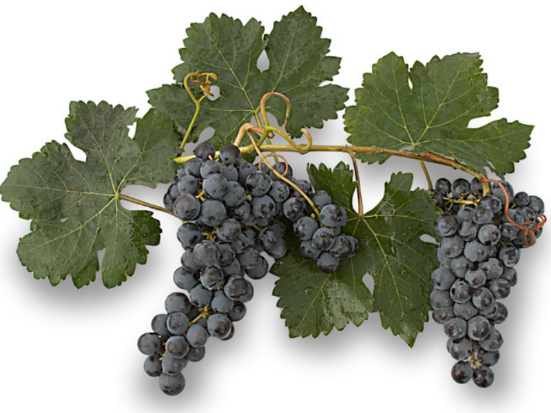 Monestrall Grapes